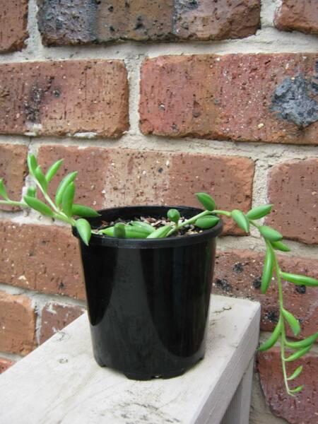 String of Beans plant