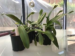 Cattleya Orchid Plant Divisions for Sale