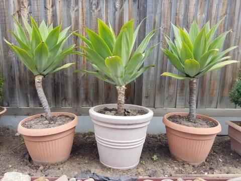 Assorted plants with pot - Bamboo, agave, orchid, english box etc