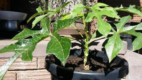 Rare Edible Indoor /Outdoor Fruiting plant
