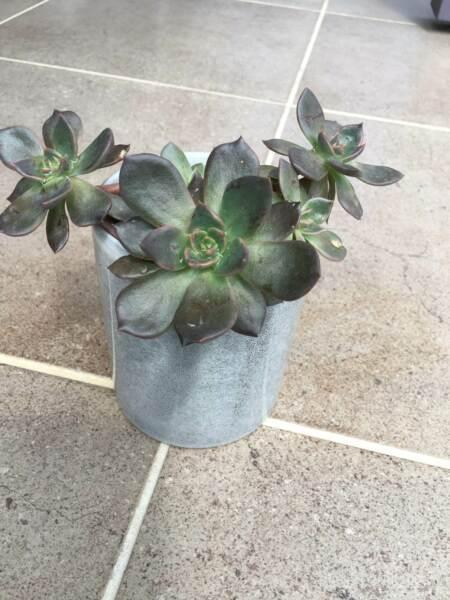 Succulent Plant Echeveria ( Black Prince ) In Grey Ceramic Pot