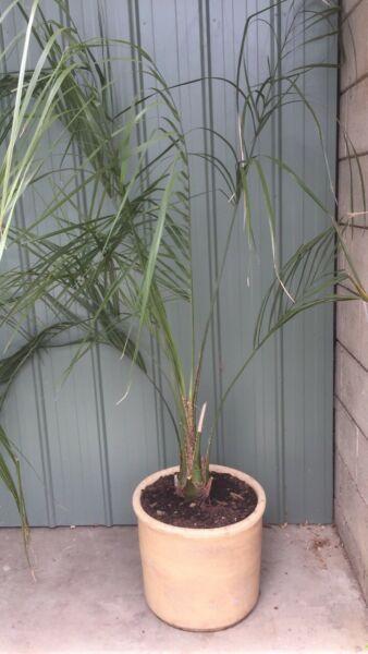 Palm tree in terracotta pot