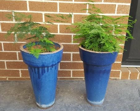 PAIR OF FERN IN GLAZE POTS - BOTH FOR $50