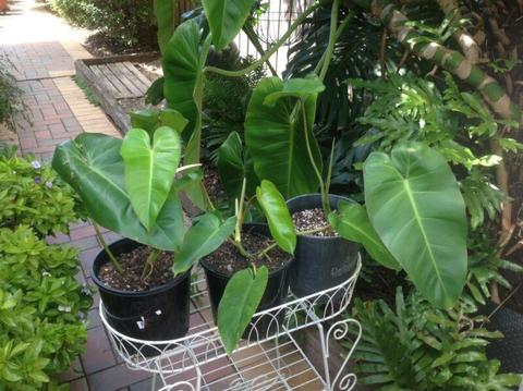Philodendron ( Aroid)