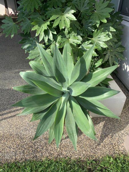 Extra large agaves