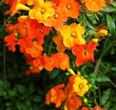 Orange marmalade Plant (Streptosolen jamesonii )