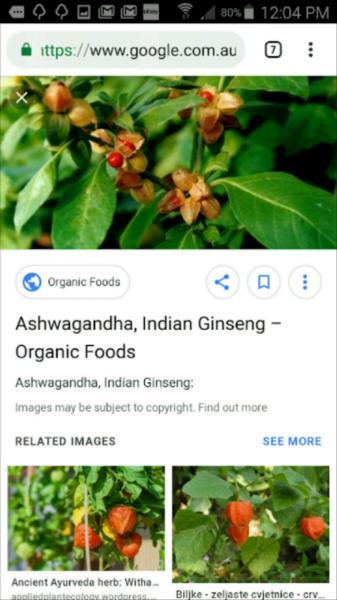 Ashwaga Indian Gensing medicinal plants