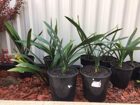 Clivia Belgium plants for sale-6 ports available!