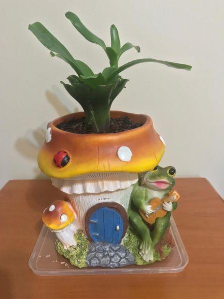Cute indoor plant