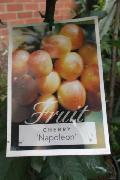 Fruiting Napoleon Cherry Tree 4 to 5 feet high -- Heirloom