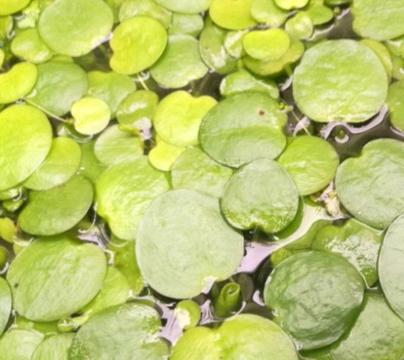 Wanted- Awesome frogbit aquatic plant