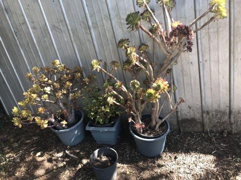 Assorted plants in pots