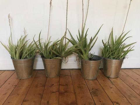 Established Medicinal Aloe Vera plants (6 available)