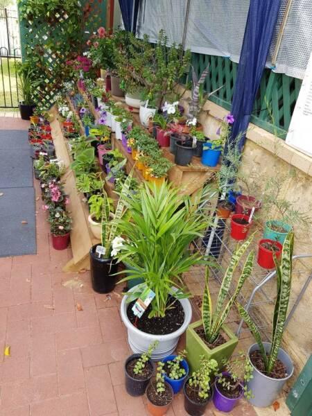 Plants for sale