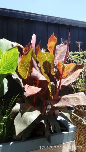 Canna Lily for sale