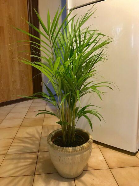 Stunning palm plant