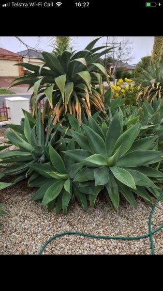 Wanted: Agave plants