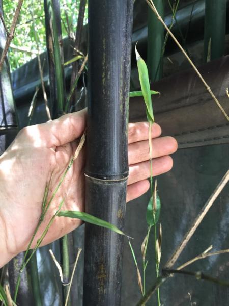 Black bamboo plants/ryzomes