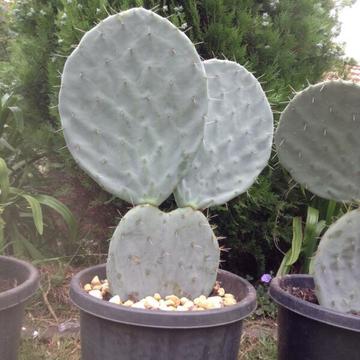 Giant cactus in big pot