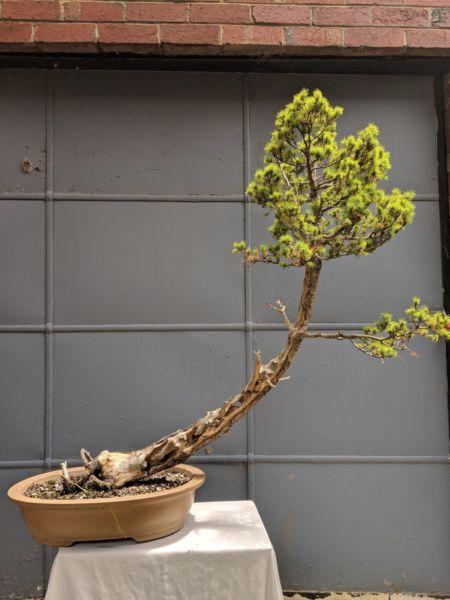 Alberta Pine Bonsai - Carved Trunk - Rare