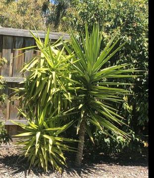 Yucca plants in ground