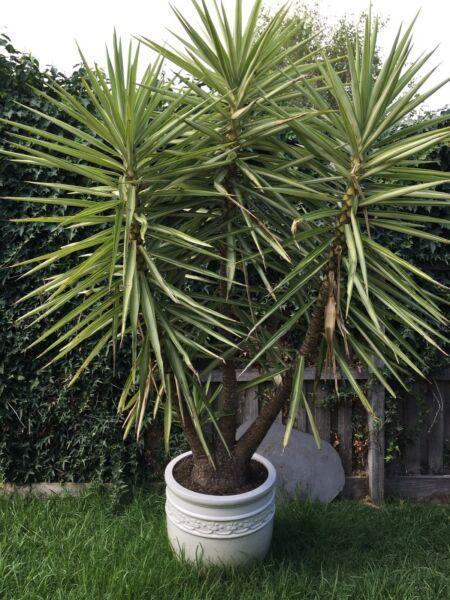 Yucca 2.5m in 55cm pot