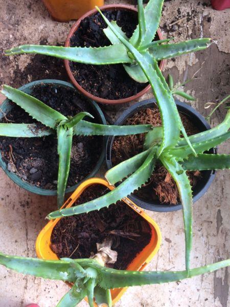 Aloe Family Plants