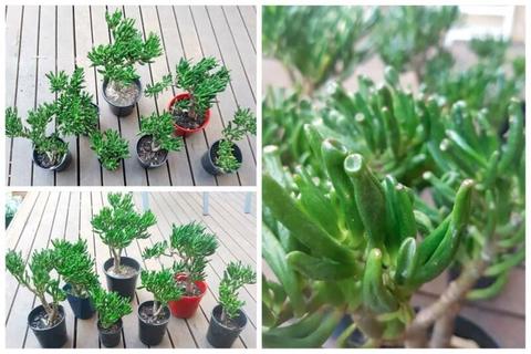 Plants: Gollum Jade