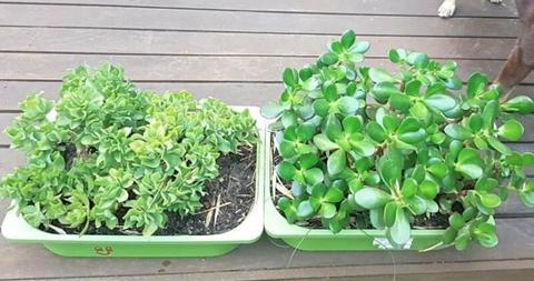 Plants: Jade and Crinkle Jade