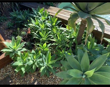 Agaves plants