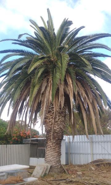 Palm tree, free