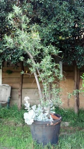 Olive tree, Mature in Large Terracotta Pot with Banded Rim