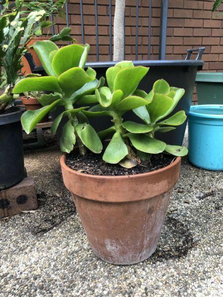 Succulent - in terracotta pot