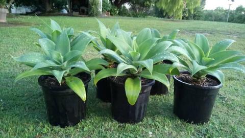 CHEAP AGAVE PLANTS AVAILABLE