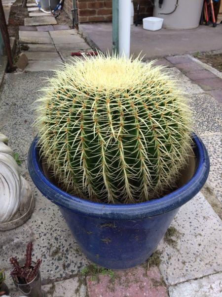 Golden barrel cactus 420mm diameter. Text or call only no emails