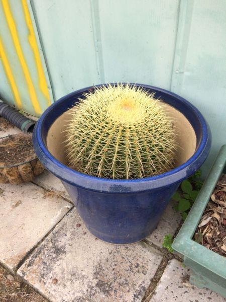 Golden barrel cactus. 350 mm diameter. Text or call only no emails