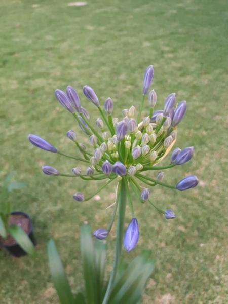 Agapanthus in flower now