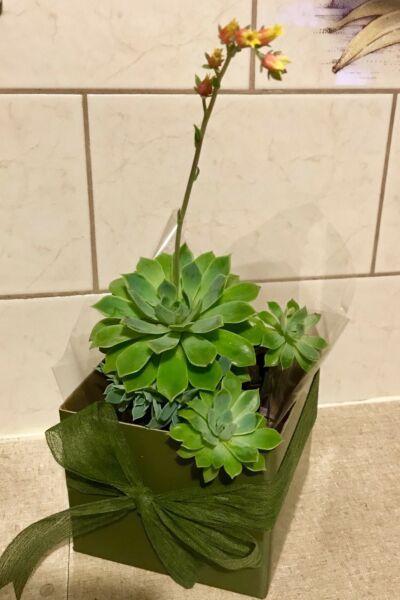 Succulent in floral box