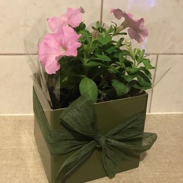 Beautiful flower plant in box