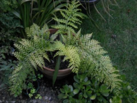 Large fern in large ceramic pot