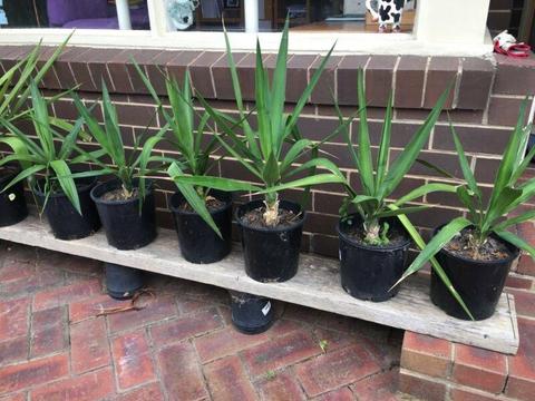Small Yuccas plants