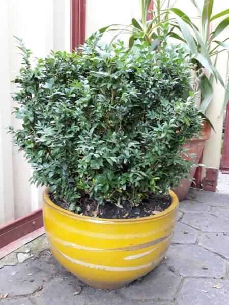 Boxwood Topiary plants from $10
