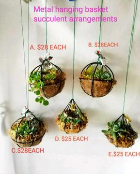 Succulent arrangement in metal hanging basket $25-$28EACH