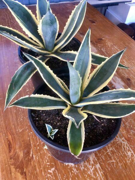 Variegated AGAVE - $10 Each