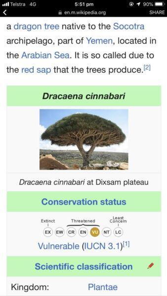 Dragons Blood Tree