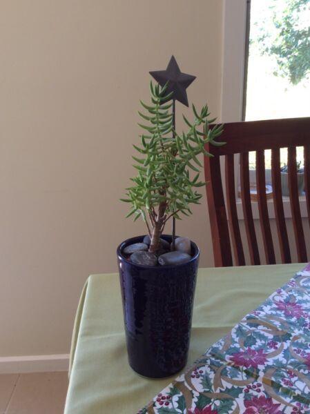 Plant with star