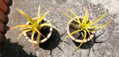 Small plants