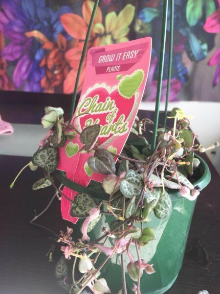 Chain of hearts plant cuttings