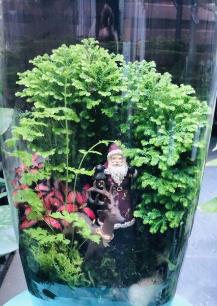 Eco-Terrarium/ Glass Vase/ Santa/ Reindeer/ Plant