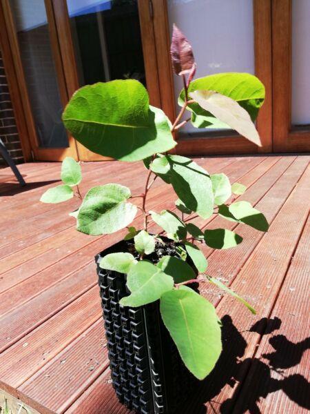Eucalyptus Plants for free